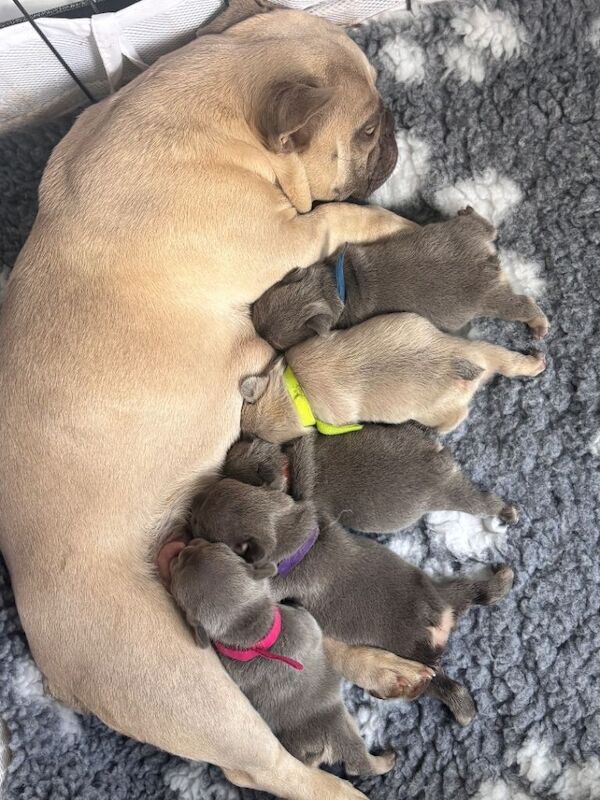 Gorgeous litter of French bulldog puppies - Image 2 of 4