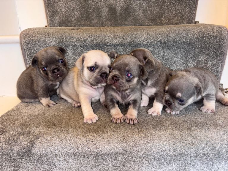 Gorgeous litter of French bulldog puppies - Image 3 of 4