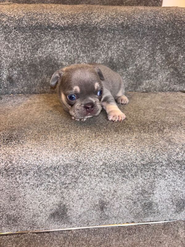 Gorgeous litter of French bulldog puppies - Image 4 of 4