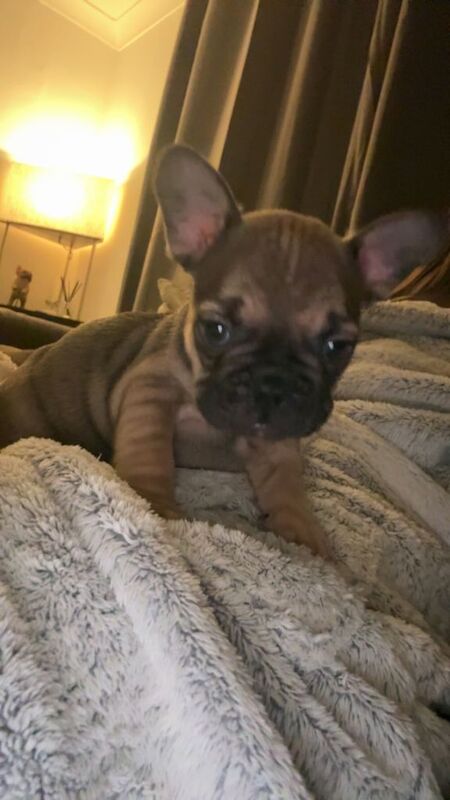 French Bulldog puppies for sale in Newcastle, County Down – 7 weeks old
