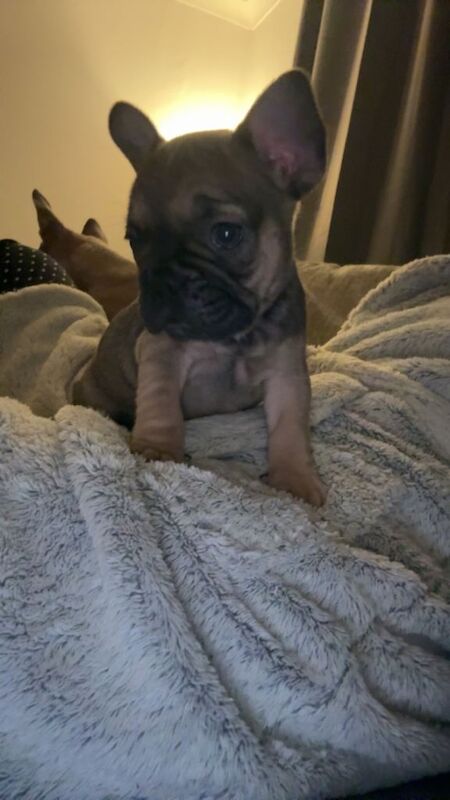 French Bulldog puppies for sale in Newcastle, County Down – 7 weeks old - Image 2 of 6