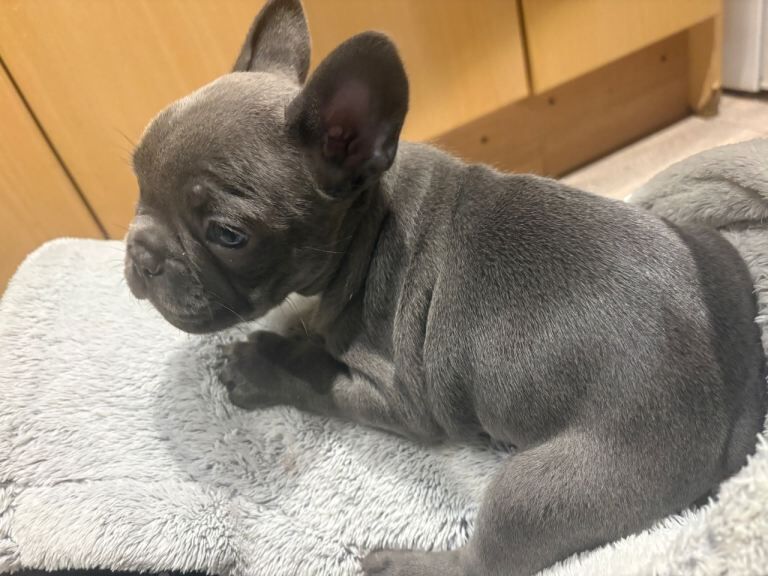 French Bulldog puppies for sale in Newcastle, County Down – 7 weeks old - Image 3 of 6