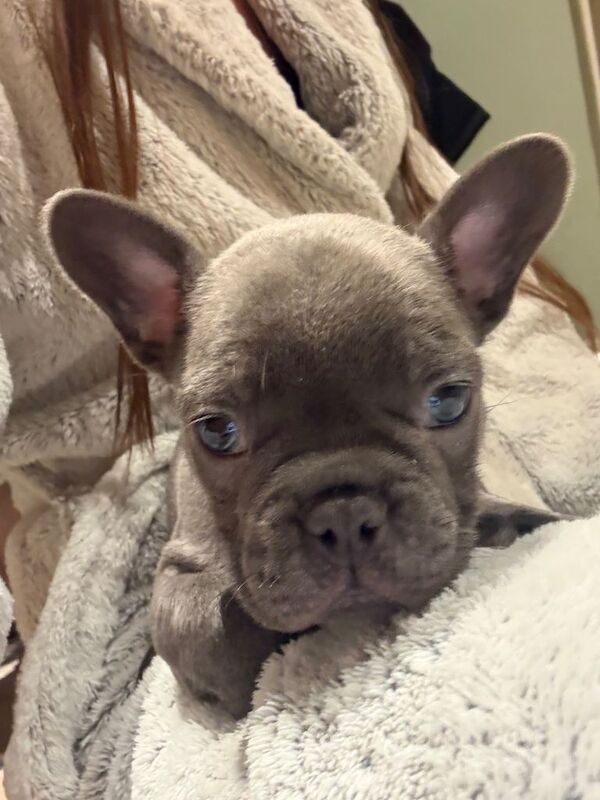 French Bulldog puppies for sale in Newcastle, County Down – 7 weeks old - Image 4 of 6