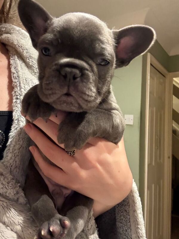 French Bulldog puppies for sale in Newcastle, County Down – 7 weeks old - Image 5 of 6