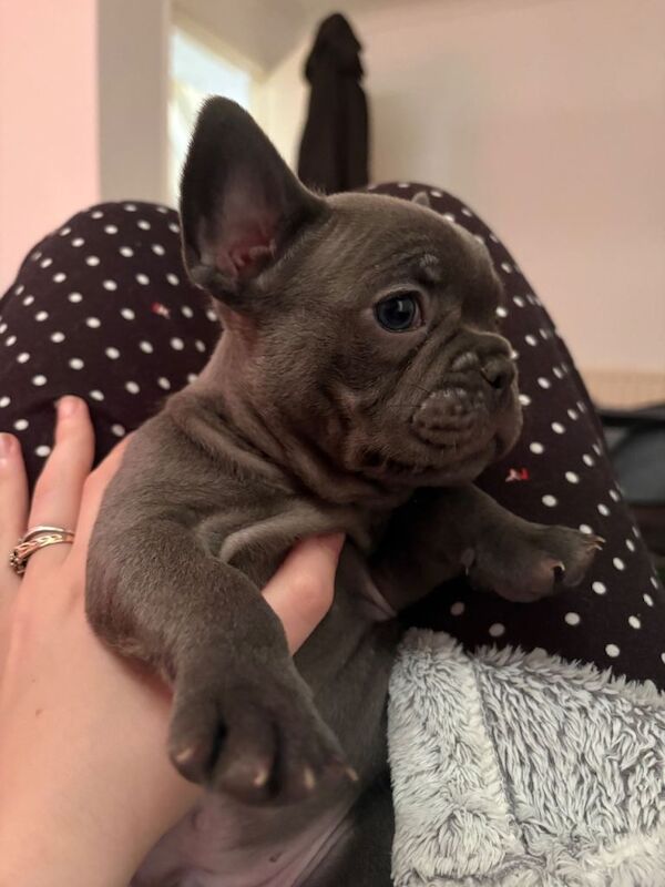 French Bulldog puppies for sale in Newcastle, County Down – 7 weeks old - Image 6 of 6