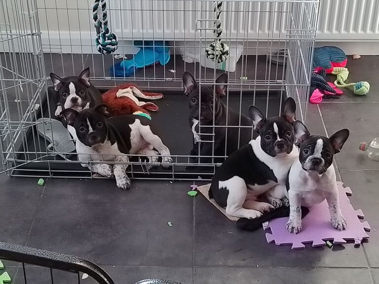Gorgeous purebred French Bulldog puppies *INTEREST-FREE PAYMENT PLAN AVAILABLE* for sale in Uttoxeter, Staffordshire | Image 3