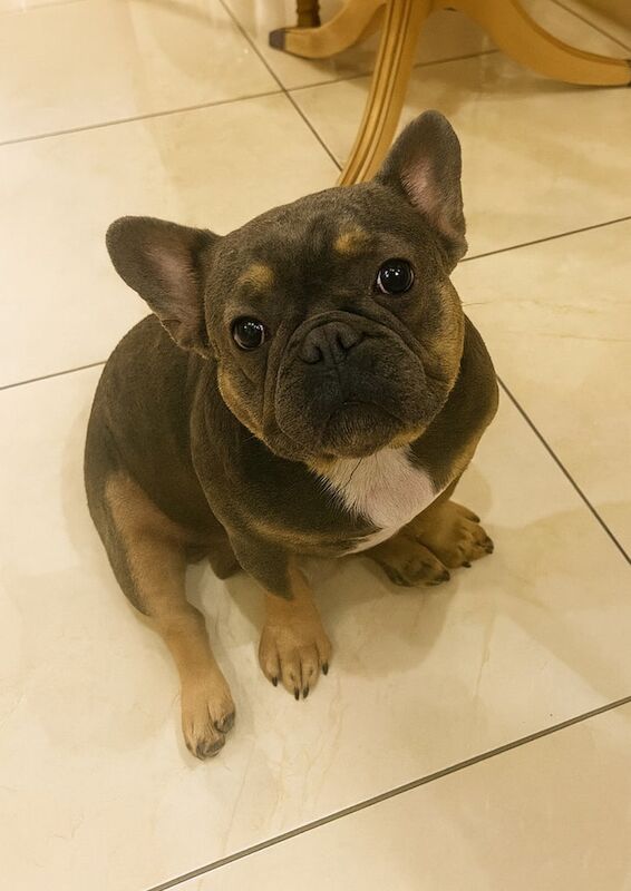 French Bulldog puppies for sale in Wollaton, Nottinghamshire – KC registered, 2 years old
