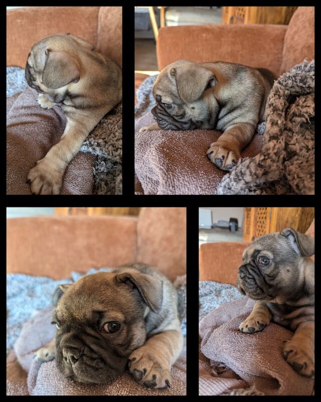 French Bulldog puppies for sale in Lincoln, Lincolnshire – KC registered, 6 weeks old