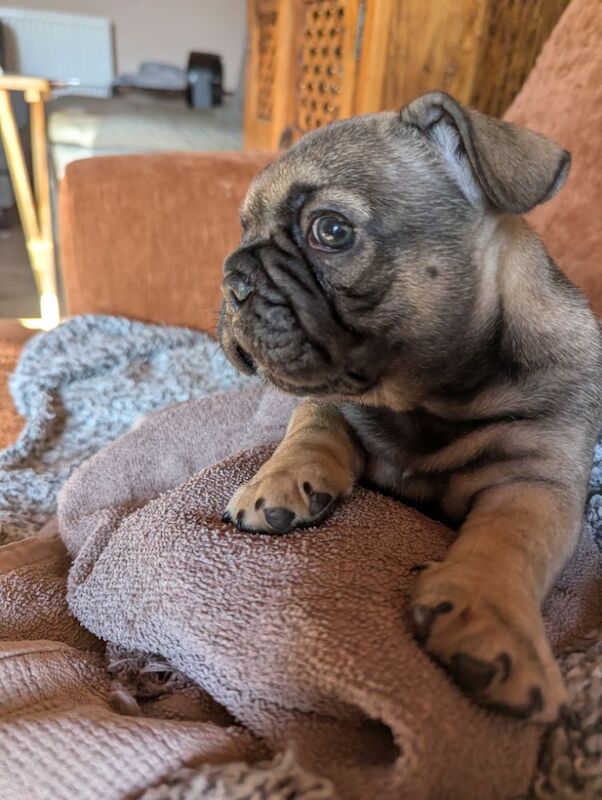 French Bulldog puppies for sale in Lincoln, Lincolnshire – KC registered, 6 weeks old