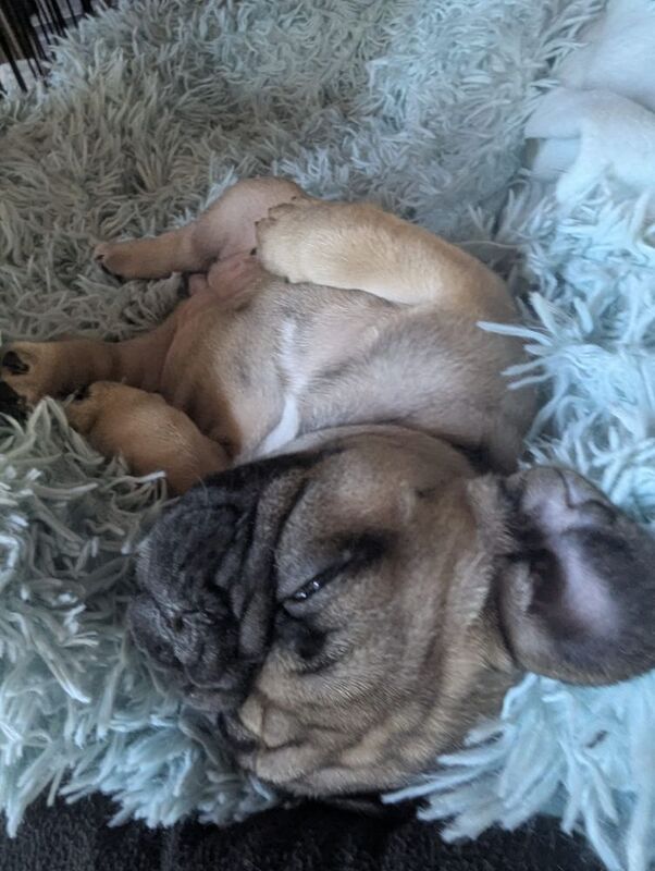 French Bulldog puppies for sale in Lincoln, Lincolnshire – KC registered, 7 weeks old - Image 2 of 15