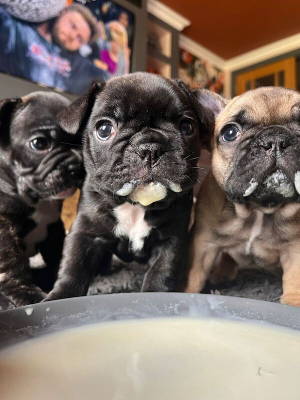 French Bulldog puppies for sale in Lincoln, Lincolnshire – KC registered, 7 weeks old - Image 3 of 15