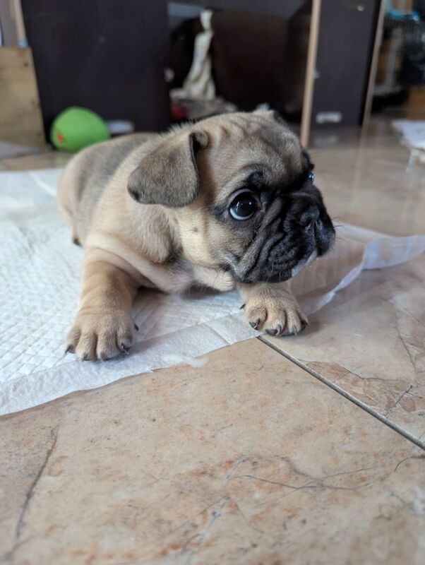French Bulldog puppies for sale in Lincoln, Lincolnshire – KC registered, 7 weeks old - Image 4 of 15