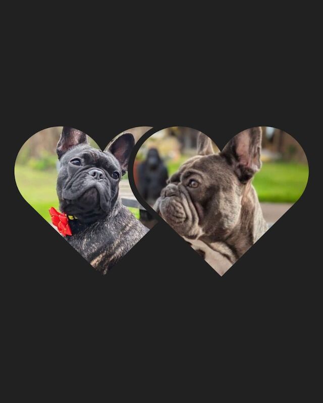 French Bulldog puppies for sale in Lincoln, Lincolnshire – KC registered, 7 weeks old - Image 5 of 15