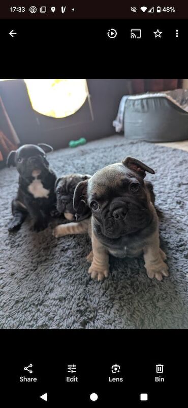 French Bulldog puppies for sale in Lincoln, Lincolnshire – KC registered, 7 weeks old - Image 6 of 15
