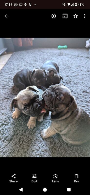 French Bulldog puppies for sale in Lincoln, Lincolnshire – KC registered, 7 weeks old - Image 7 of 15