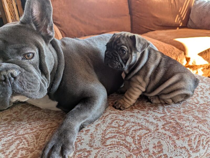 French Bulldog puppies for sale in Lincoln, Lincolnshire – KC registered, 7 weeks old - Image 8 of 15