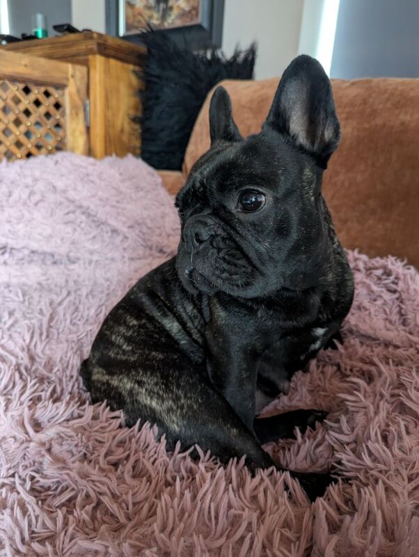 French Bulldog puppies for sale in Lincoln, Lincolnshire – KC registered, 7 weeks old - Image 9 of 15