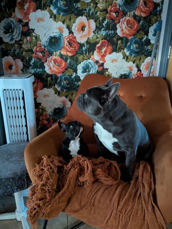 French Bulldog puppies for sale in Lincoln, Lincolnshire – KC registered, 7 weeks old - Image 10 of 15