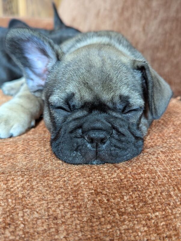 French Bulldog puppies for sale in Lincoln, Lincolnshire – KC registered, 7 weeks old - Image 11 of 15