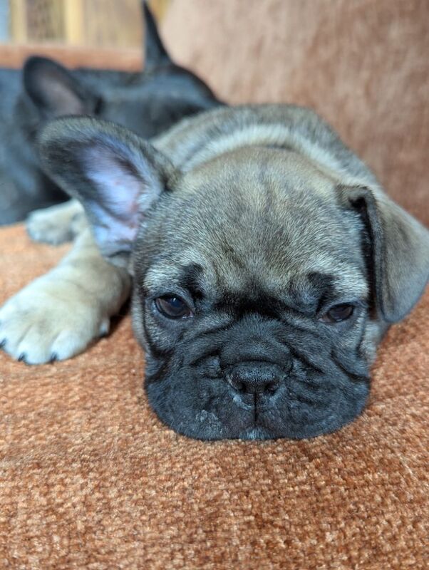 French Bulldog puppies for sale in Lincoln, Lincolnshire – KC registered, 7 weeks old - Image 12 of 15