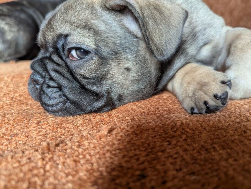 French Bulldog puppies for sale in Lincoln, Lincolnshire – KC registered, 7 weeks old - Image 13 of 15