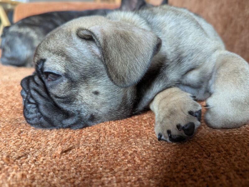 French Bulldog puppies for sale in Lincoln, Lincolnshire – KC registered, 7 weeks old - Image 14 of 15
