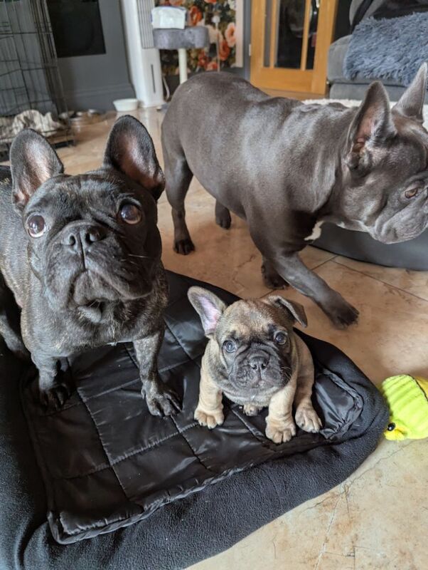 French Bulldog puppies for sale in Lincoln, Lincolnshire – KC registered, 7 weeks old - Image 15 of 15