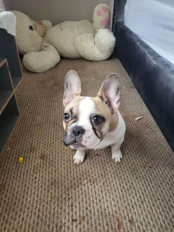 Handsome little man - Image 2 of 5