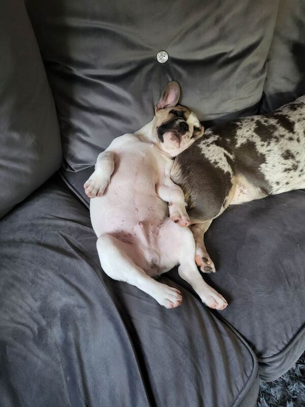 Handsome little man - Image 4 of 5