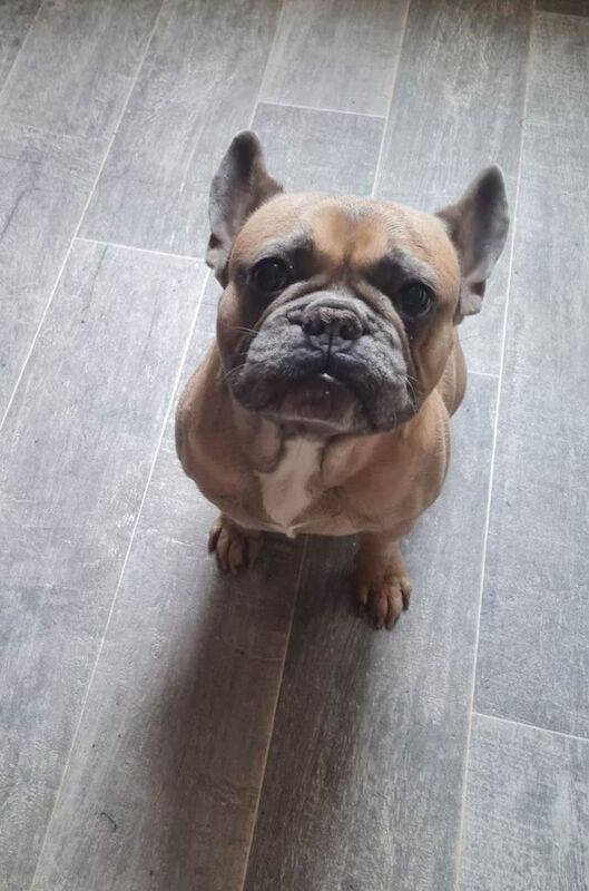 Harley The French Bulldog - Image 3 of 3