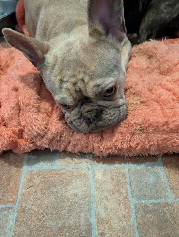 French Bulldog puppies for sale in Ebbw Vale / Glyn Ebwy, Gwent – 3 years old