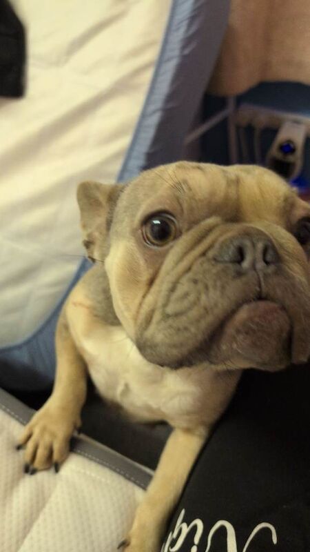 Harper - Image 2 of 5