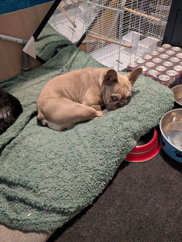 Harper - Image 3 of 5