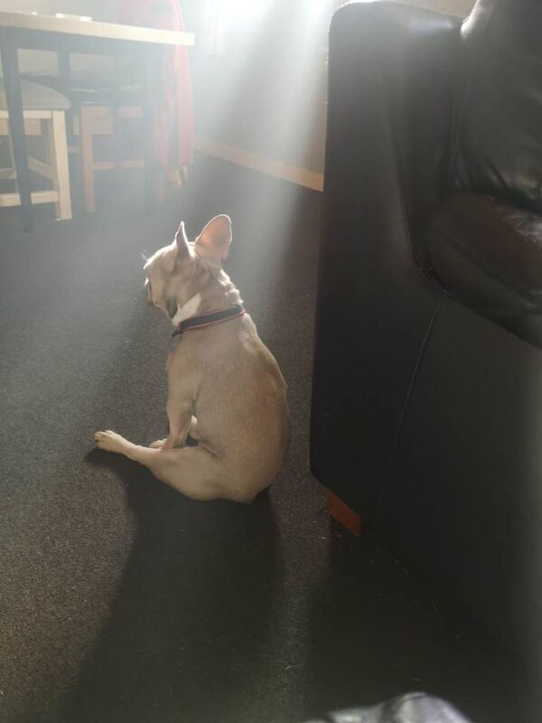 Harper - Image 4 of 5