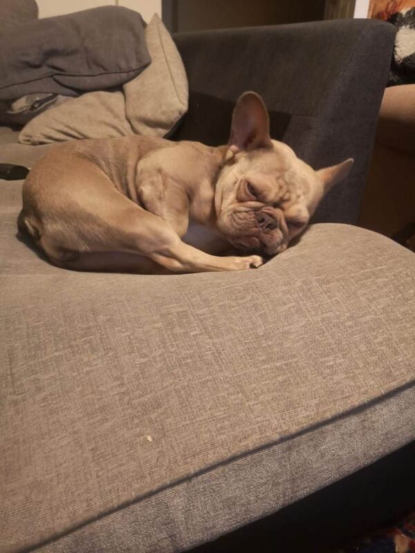 Harper - Image 5 of 5