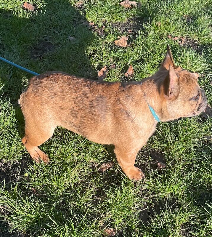 French Bulldog puppies for sale in Bradford, West Yorkshire – KC registered, 1 year old - Image 3 of 8