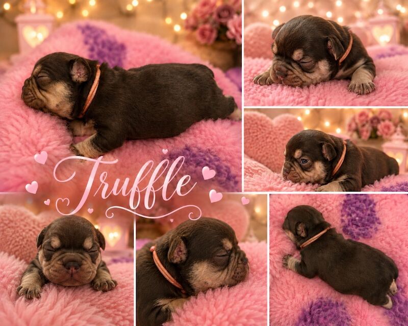 Health tested parents stunning kc registered French bulldog puppies