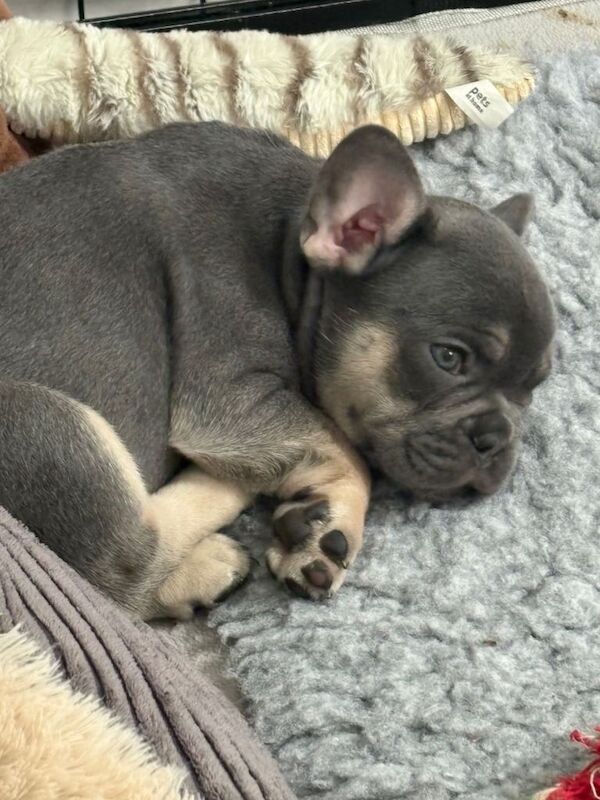 Blue French Bulldog Puppies For Sale