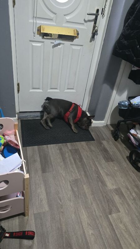 Hugo boy - Image 2 of 3