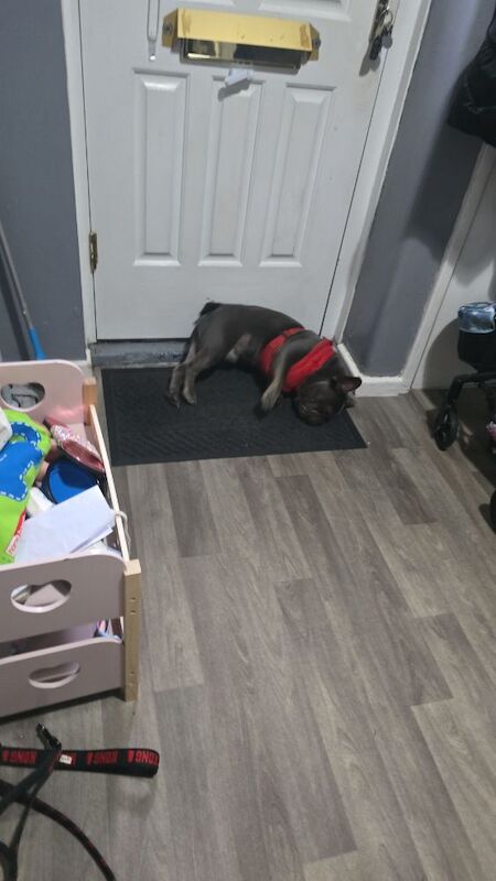 Hugo boy - Image 3 of 3