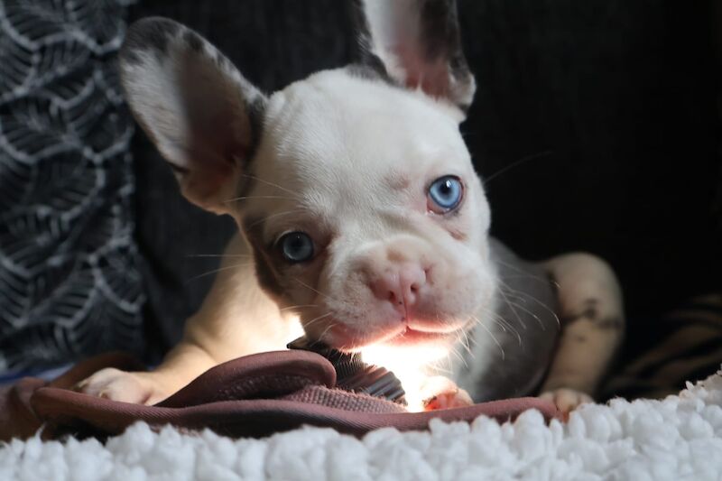Husky Koi French Bulldog Puppies