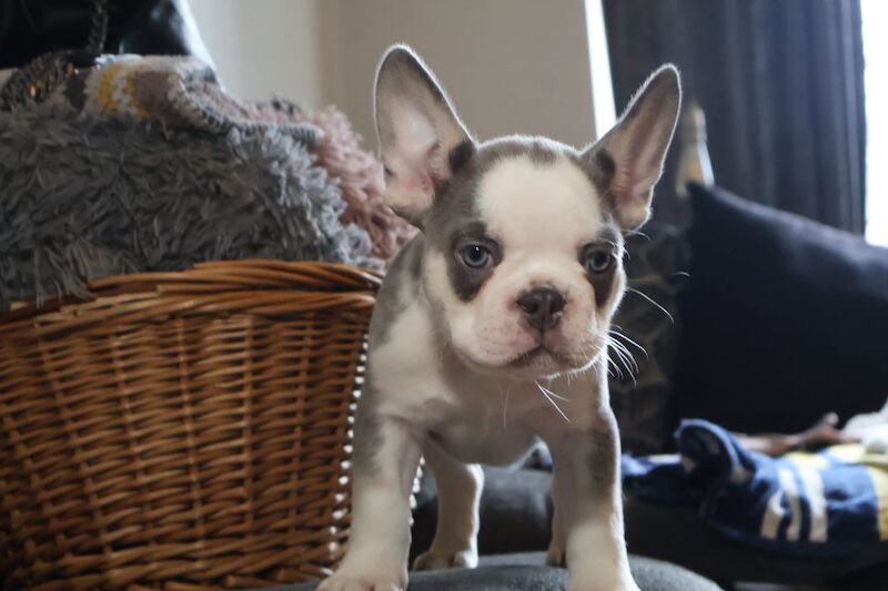 Husky Koi French Bulldog Puppies - Image 2 of 15