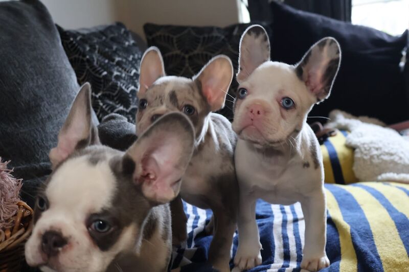 Husky Koi French Bulldog Puppies - Image 4 of 15