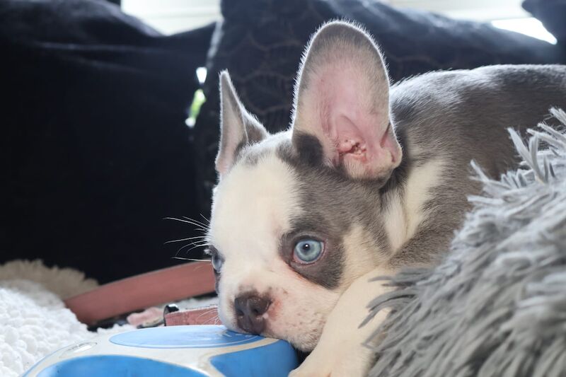 Husky Koi French Bulldog Puppies - Image 5 of 15