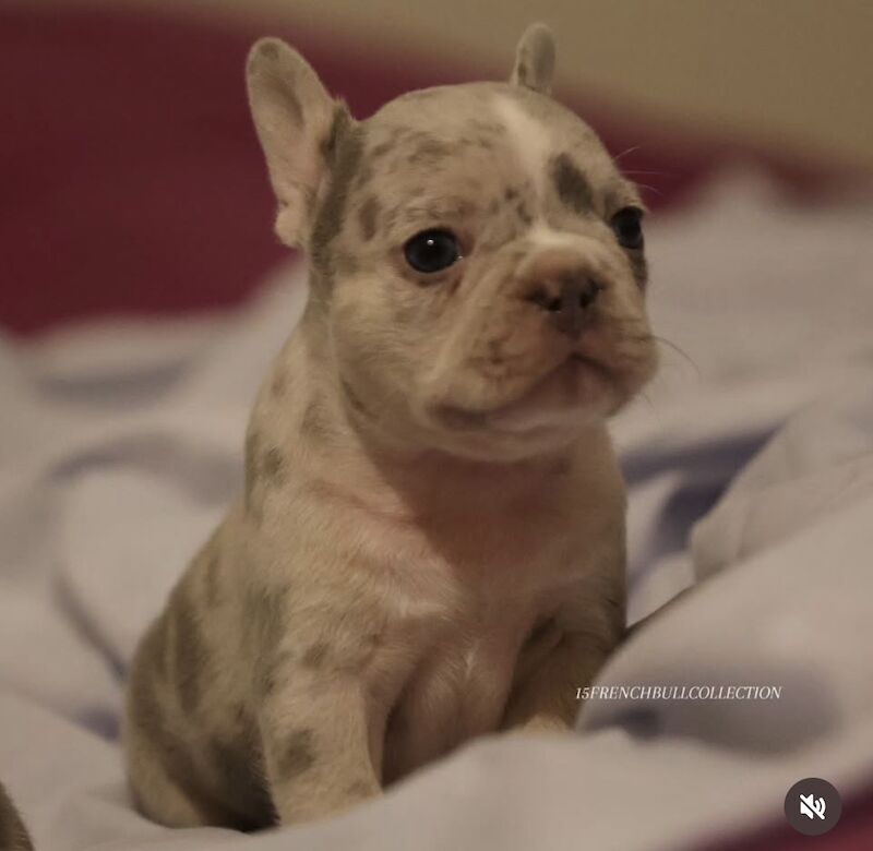 Husky Koi French Bulldog Puppies - Image 7 of 15
