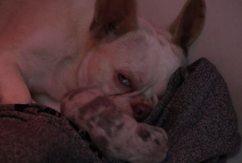 Husky Koi French Bulldog Puppies - Image 8 of 15