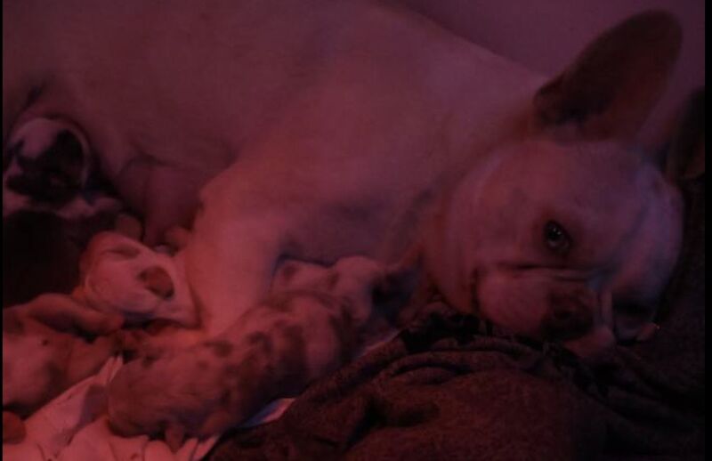 Husky Koi French Bulldog Puppies - Image 10 of 15