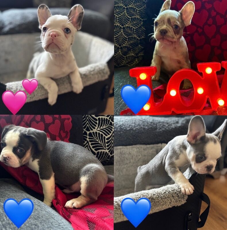 Husky Koi French Bulldog Puppies - Image 11 of 15