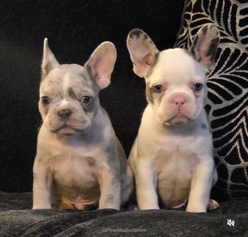 Husky Koi French Bulldog Puppies - Image 12 of 15