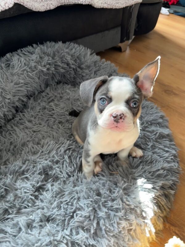 Husky Koi French Bulldog Puppies - Image 13 of 15